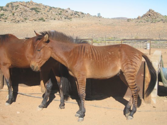 horse-zebra!