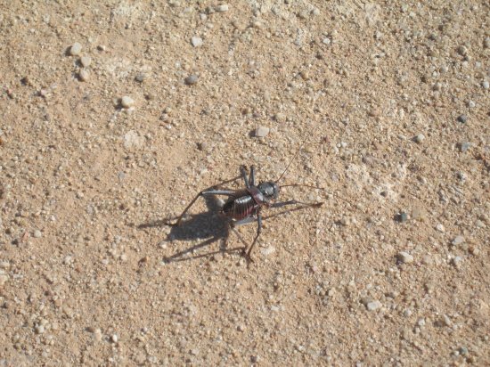 huge long-legged black creepy crawler