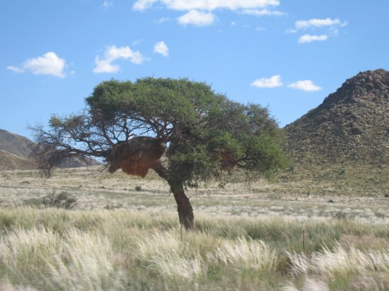 huge nest made by weaver birds