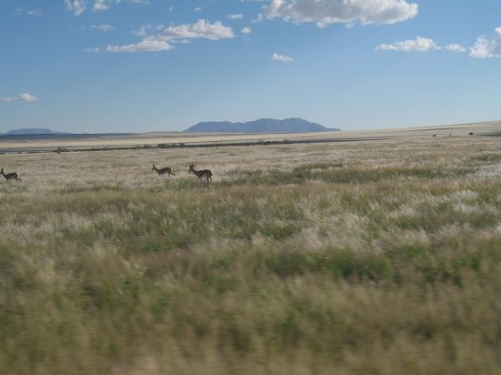 some game. springbok? kudu?