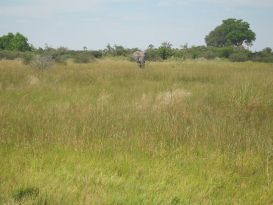 a young male elephant