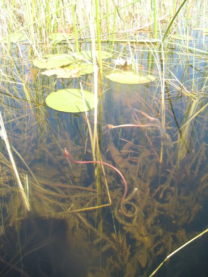 clear clear water