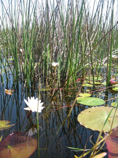 lillies