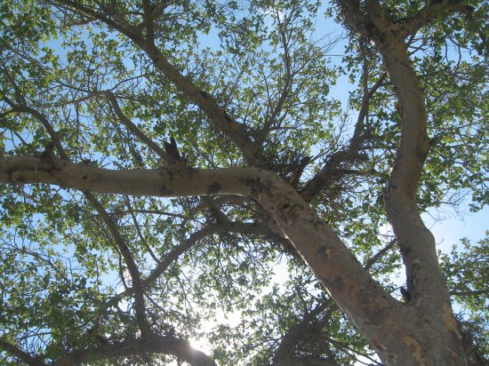 not too many trees like these for shade