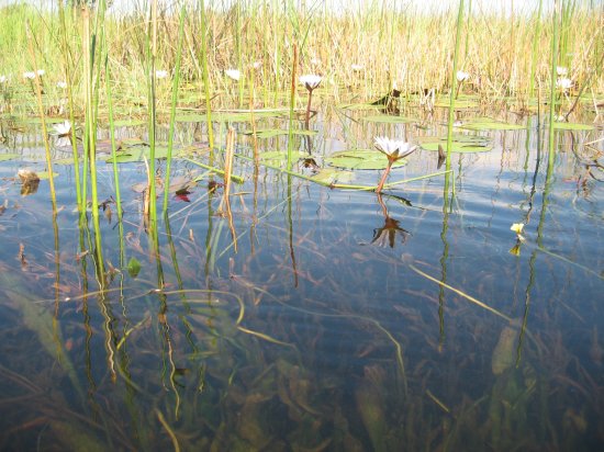 ripples