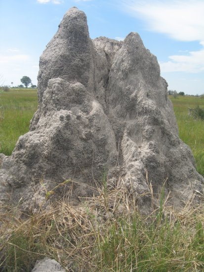 termite hill, this one took 80+ yrs to build!