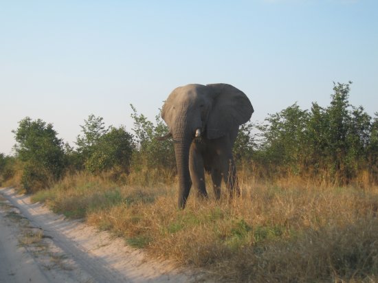 elephant wouldn't let us pass!