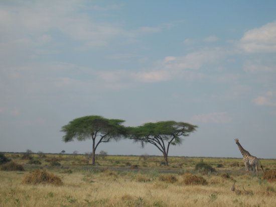 giraffe and trees