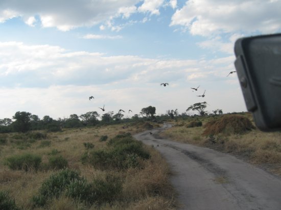 guinea fowl flying off