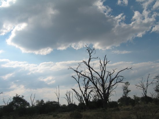 haunting trees