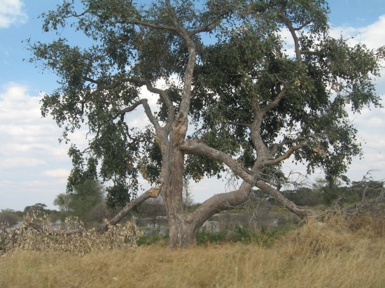 majestic tree