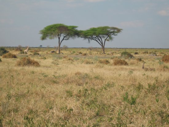 plains of Chobe Nat Park