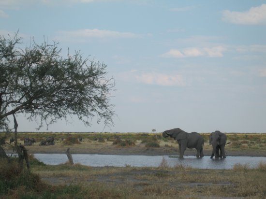 wildebeast and elephants