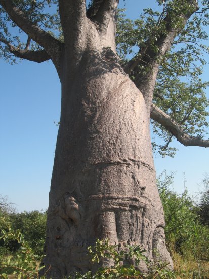 Magnificent trunk of baobob