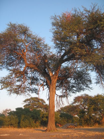one of many amazing trees