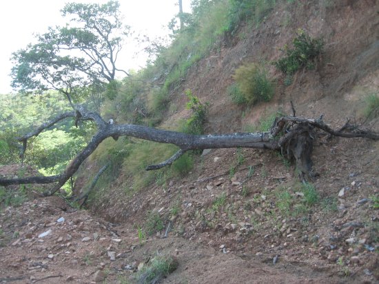 fallen tree