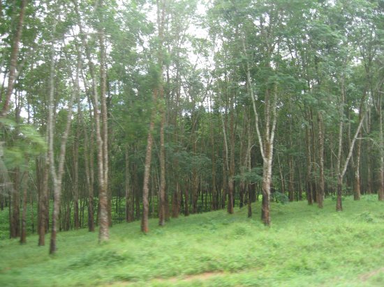 rubber tree plantation