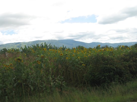 pretty sunflower field