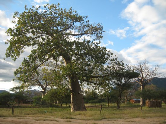 leaning tree