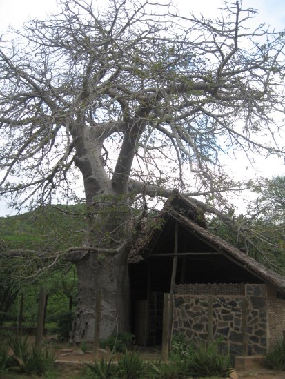 there's even a baobab toilet!