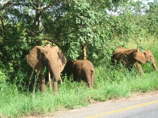 elephants munching at roadside cafe