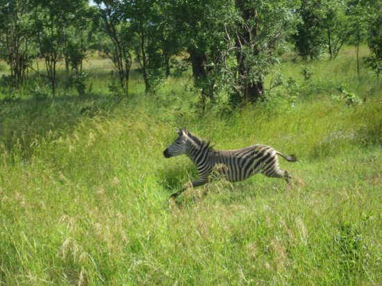 galloping zebra