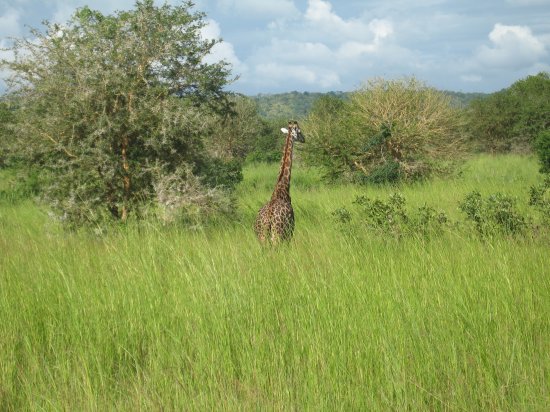 giraffe