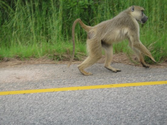 lots of these sneaky baboons everywhere