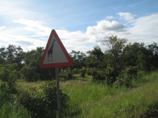 watch out for giraffes!