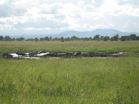 water buffalo at watering hole