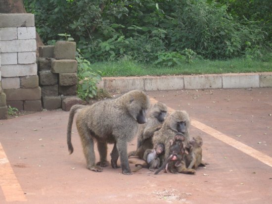 Family of baboons at entrance gate
