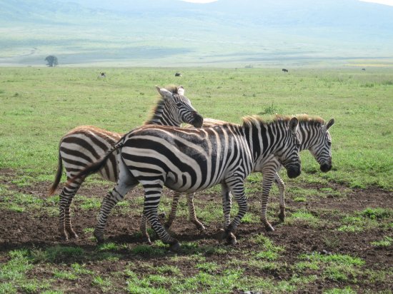 3 nuzzling zebras