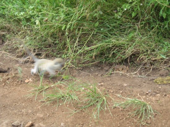 baby monkey catching up to others