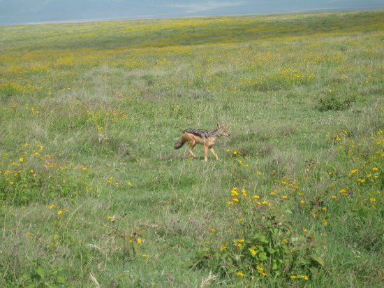 bushy-tailed fox