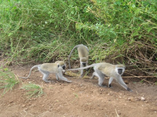 family of monkeys