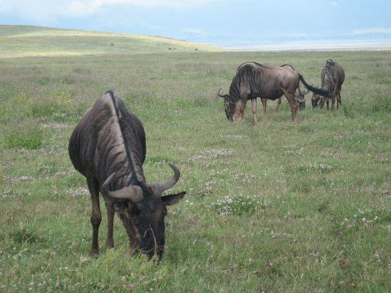 grazing wildebeest