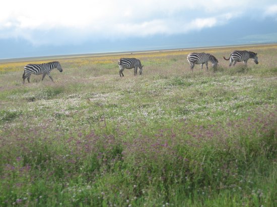 grazing zebras