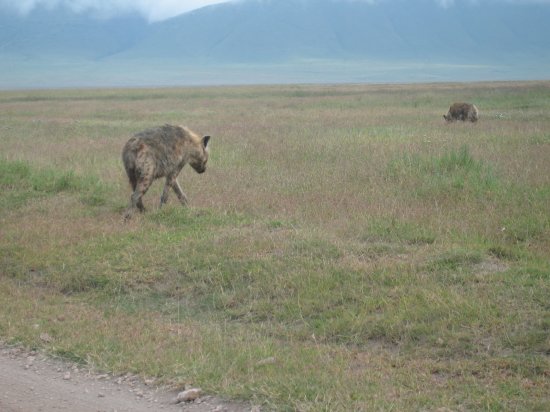 hyena and his buddy