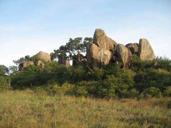 kopjies