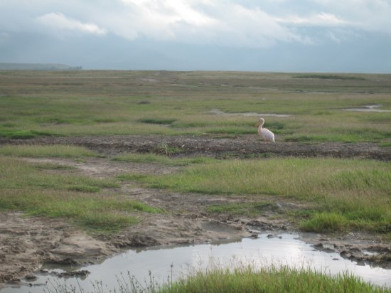 pelican