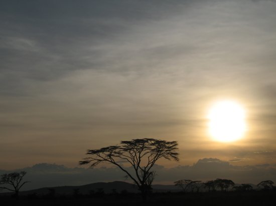 Serengeti sunset