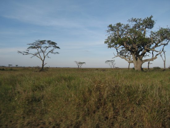 Serengeti's baobabs