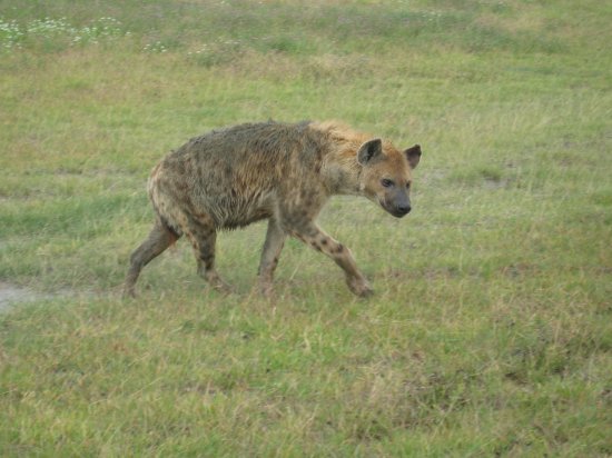 shaggy looking hyena