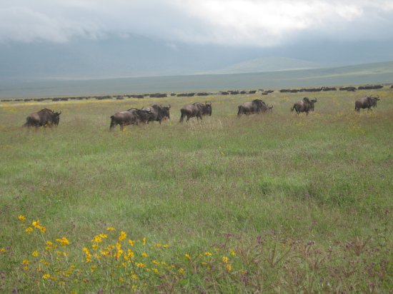 wildebeest amongst pretty flowers