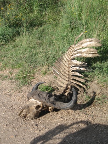 a pretty intact wildebeest carcass