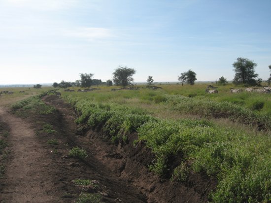 a typical Serengeti track