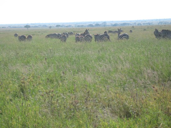 Zebra migration heading north