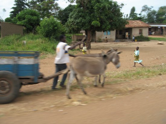 lots of working donkeys