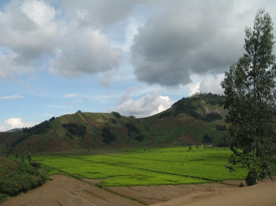 green and lush