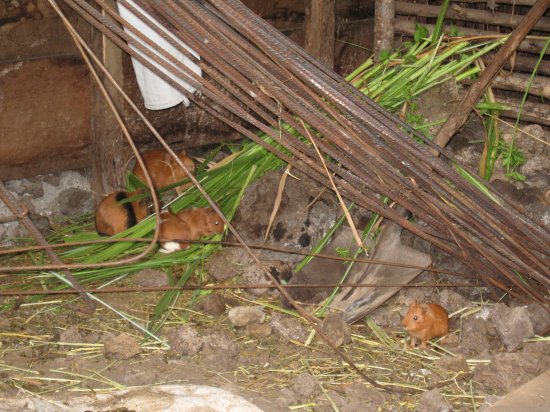 guinea pigs